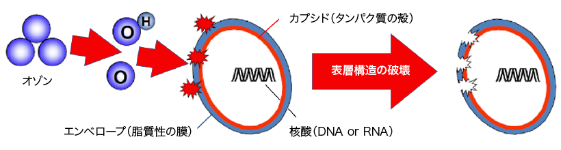 コロナウイルスに対しての有効性｜オゾンの効果 【感染症対策】｜ウイルス除菌サービス実施中｜取手・守谷・土浦でリフォームなら幸和建築工房